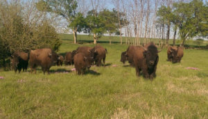 Bison herd enjoying spring