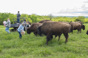 Giving bison minerals