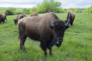 Photo by Marlon Maulsby: Bison with tongue sticking out