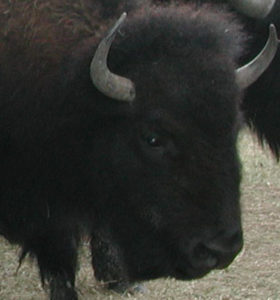 Bison Cow