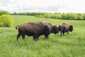 Photo by Marlon Maulsby: Three bison in spring