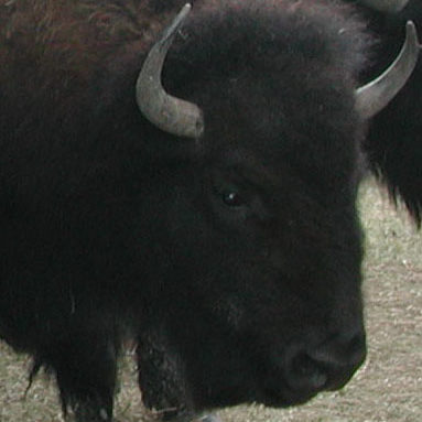 Bison Cow
